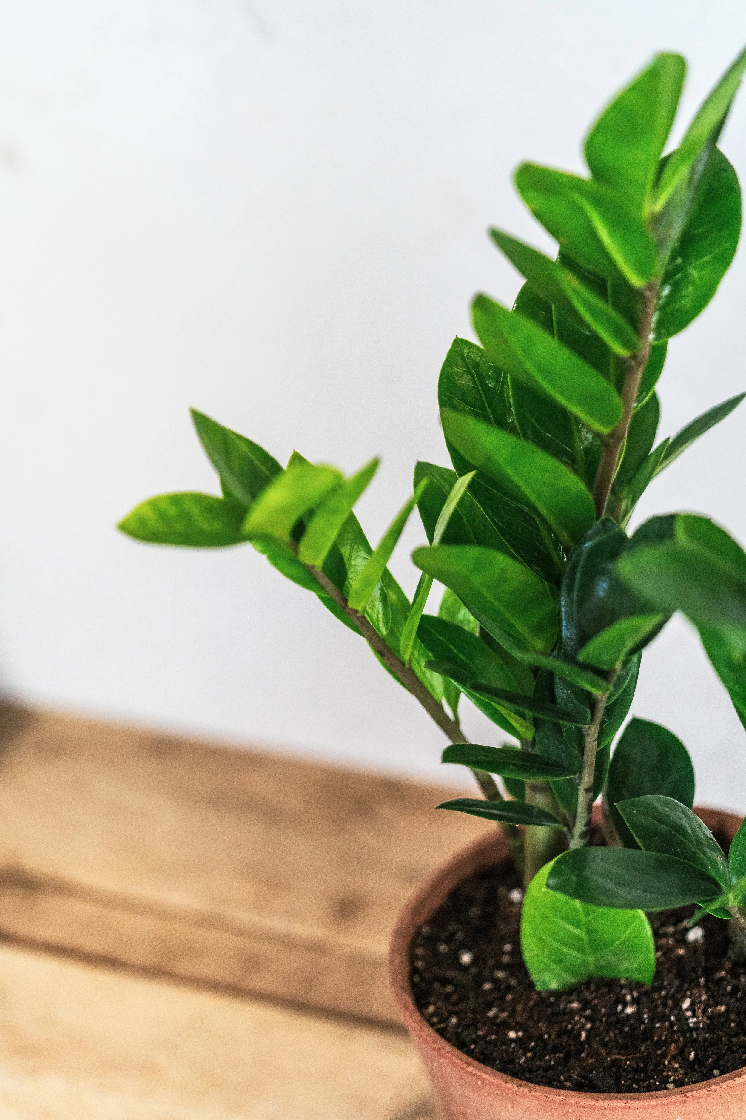 zz plant — Wilson Plant Co